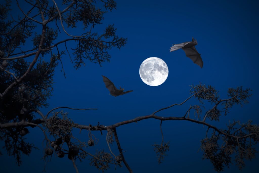 Dois morcegos com a lua ao fundo.