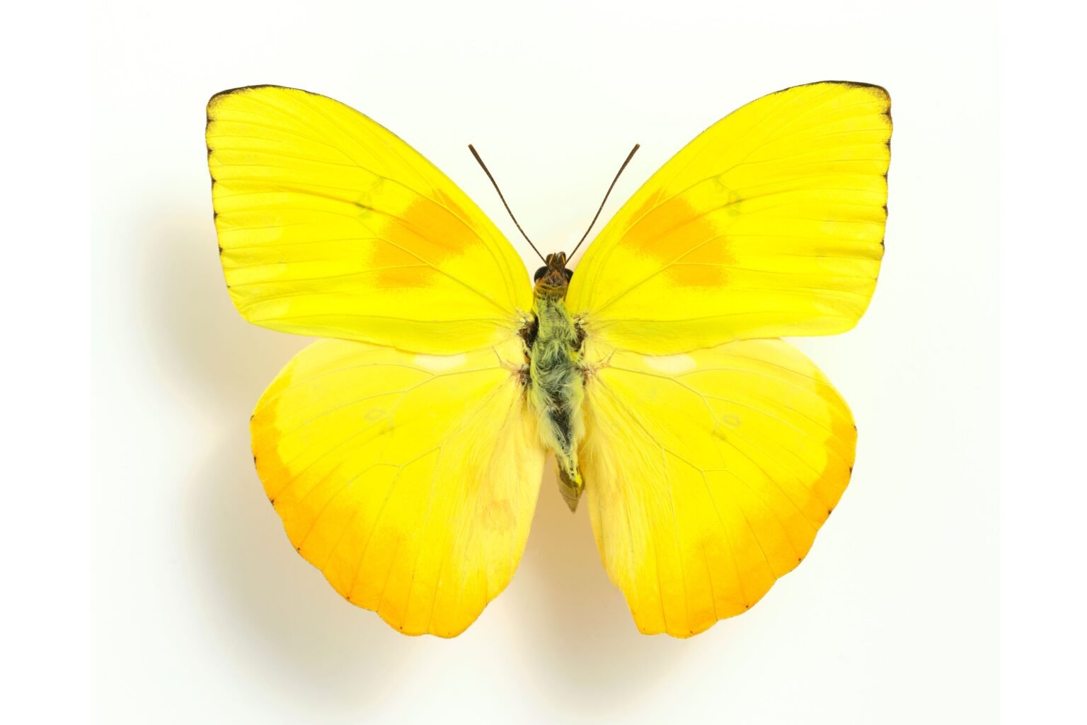 Qual o significado da borboleta amarela? Veja isso e mais informações ...