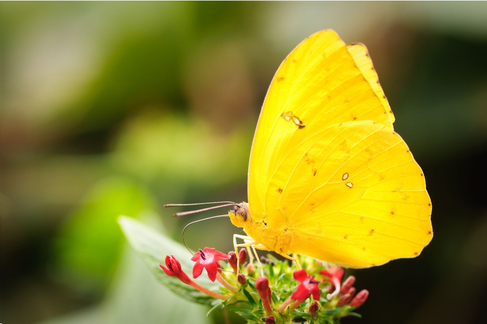 Qual o significado da borboleta amarela? Veja isso e mais informações ...